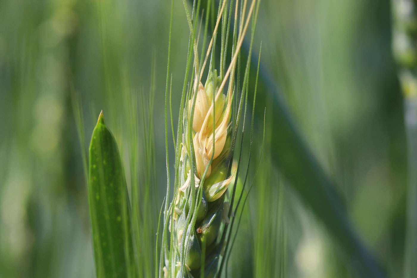 wheat head with yellowing